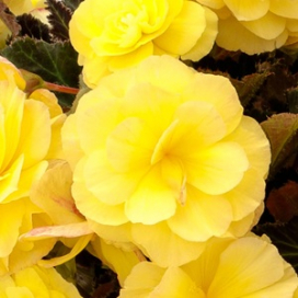 Coco Basket 12"- Begonia Icandy Yellow